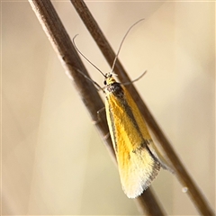 Philobota undescribed species near arabella (A concealer moth) at Campbell, ACT - 22 Oct 2024 by Hejor1