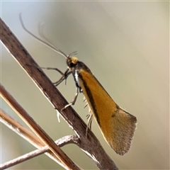 Philobota undescribed species near arabella at Campbell, ACT - 22 Oct 2024 04:26 PM