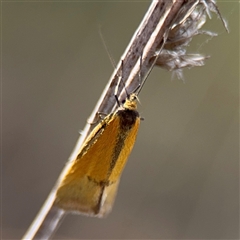 Philobota undescribed species near arabella at Campbell, ACT - 22 Oct 2024