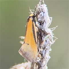 Philobota undescribed species near arabella at Campbell, ACT - 22 Oct 2024