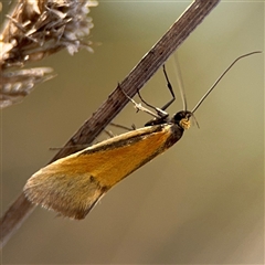 Philobota undescribed species near arabella at Campbell, ACT - 22 Oct 2024