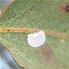 Lasiopsylla sp. (genus) (Psyllid or Lerp insect) at Campbell, ACT - 22 Oct 2024 by Hejor1