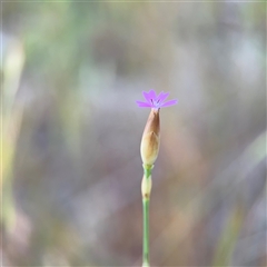 Petrorhagia sp. at Campbell, ACT - 22 Oct 2024