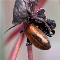 Ecnolagria grandis (Honeybrown beetle) at Campbell, ACT - 22 Oct 2024 by Hejor1