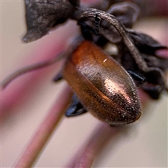 Ecnolagria grandis at Campbell, ACT - 22 Oct 2024