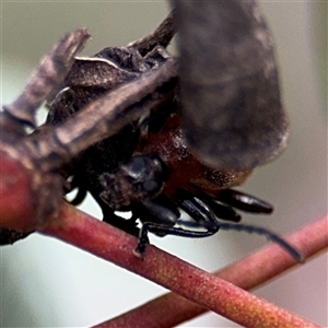 Ecnolagria grandis at Campbell, ACT - 22 Oct 2024