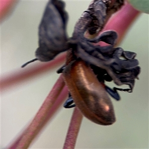 Ecnolagria grandis at Campbell, ACT - 22 Oct 2024