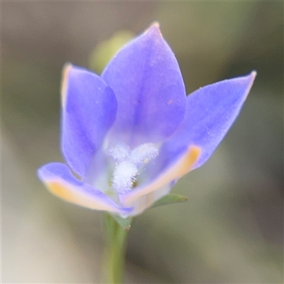 Wahlenbergia luteola (Yellowish Bluebell) at Campbell, ACT - 22 Oct 2024 by Hejor1