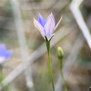 Wahlenbergia luteola at Campbell, ACT - 22 Oct 2024