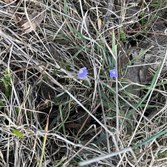 Wahlenbergia luteola at Campbell, ACT - 22 Oct 2024 04:15 PM