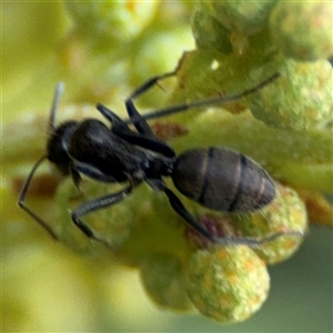 Camponotus aeneopilosus at Campbell, ACT - 22 Oct 2024