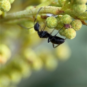 Camponotus aeneopilosus at Campbell, ACT - 22 Oct 2024