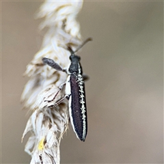 Rhinotia sp. (genus) (Unidentified Rhinotia weevil) at Campbell, ACT - 22 Oct 2024 by Hejor1