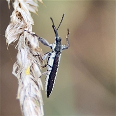 Rhinotia sp. (genus) at Campbell, ACT - 22 Oct 2024 04:12 PM