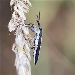 Rhinotia sp. (genus) at Campbell, ACT - 22 Oct 2024