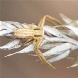 Runcinia acuminata at Campbell, ACT - 22 Oct 2024