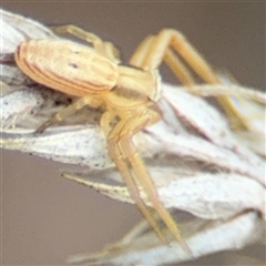 Runcinia acuminata at Campbell, ACT - 22 Oct 2024