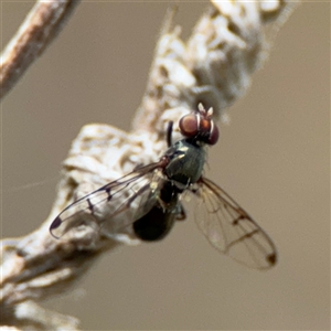 Platystomatidae (family) at Campbell, ACT - 22 Oct 2024