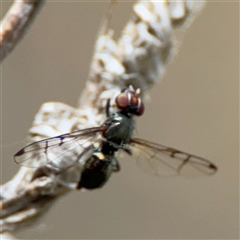 Platystomatidae (family) at Campbell, ACT - 22 Oct 2024