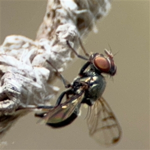 Platystomatidae (family) at Campbell, ACT - 22 Oct 2024