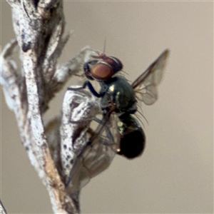 Platystomatidae (family) at Campbell, ACT - 22 Oct 2024