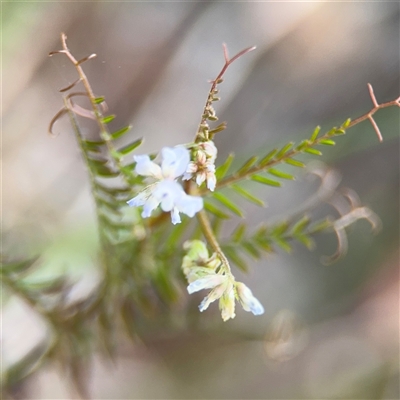 Vicia sp. (A Vetch) at Campbell, ACT - 22 Oct 2024 by Hejor1