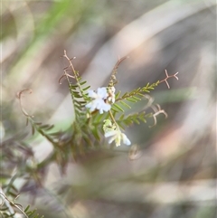 Vicia sp. at Campbell, ACT - 22 Oct 2024 04:09 PM