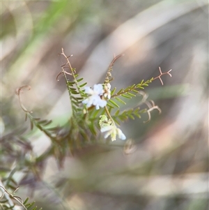 Vicia sp. at Campbell, ACT - 22 Oct 2024