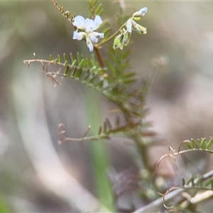 Vicia sp. at Campbell, ACT - 22 Oct 2024