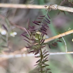 Vicia sp. at Campbell, ACT - 22 Oct 2024 04:09 PM