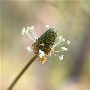 Plantago lanceolata at Campbell, ACT - 22 Oct 2024 04:06 PM