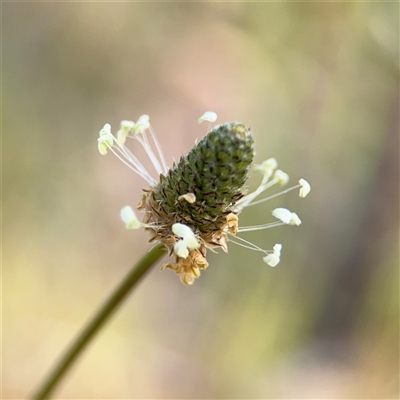 Plantago lanceolata (Ribwort Plantain, Lamb's Tongues) at Campbell, ACT - 22 Oct 2024 by Hejor1