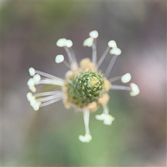 Plantago lanceolata at Campbell, ACT - 22 Oct 2024 04:06 PM