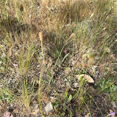 Plantago lanceolata at Campbell, ACT - 22 Oct 2024