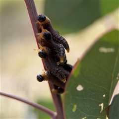 Pergidae sp. (family) (Unidentified Sawfly) at Campbell, ACT - 22 Oct 2024 by Hejor1