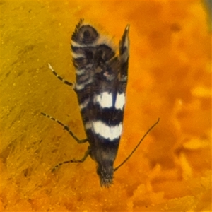 Glyphipterix meteora at Campbell, ACT - 22 Oct 2024 03:55 PM