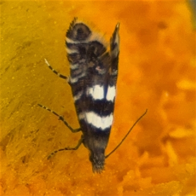 Glyphipterix meteora (A Sedge Moth) at Campbell, ACT - 22 Oct 2024 by Hejor1