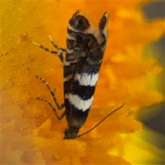 Glyphipterix meteora at Campbell, ACT - 22 Oct 2024 03:55 PM