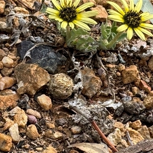 Arctotheca calendula at Campbell, ACT - 22 Oct 2024 03:56 PM