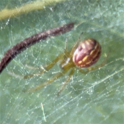 Deliochus pulcher (Beautiful Deliochus spider) at Campbell, ACT - 22 Oct 2024 by Hejor1