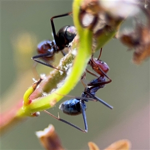 Iridomyrmex purpureus at Campbell, ACT - 22 Oct 2024