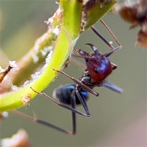 Iridomyrmex purpureus at Campbell, ACT - 22 Oct 2024