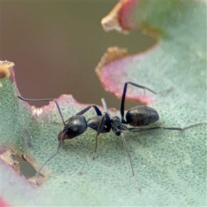 Iridomyrmex sp. (genus) at Campbell, ACT - 22 Oct 2024