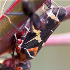 Eurymeloides pulchra (Gumtree hopper) at Campbell, ACT - 22 Oct 2024 by Hejor1