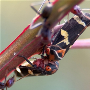 Eurymeloides pulchra at Campbell, ACT - 22 Oct 2024