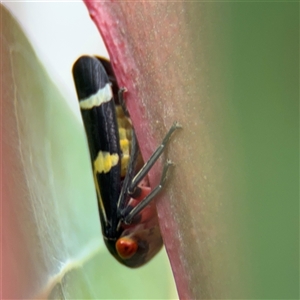 Eurymeloides pulchra at Campbell, ACT - 22 Oct 2024