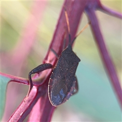 Amorbus (genus) (Eucalyptus Tip bug) at Campbell, ACT - 22 Oct 2024 by Hejor1