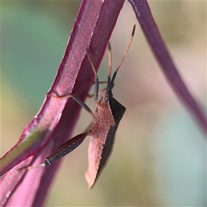 Amorbus sp. (genus) at Campbell, ACT - 22 Oct 2024