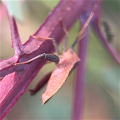 Amorbus sp. (genus) at Campbell, ACT - 22 Oct 2024