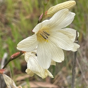 Tritonia gladiolaris at Dalton, NSW - 23 Oct 2024 11:55 AM